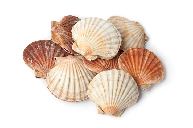 Heap of fresh raw closed scallops isolated on white background close up