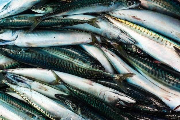 Heap of fresh raw mackerel close up