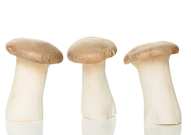 Heap of fresh raw mini king, royal oyster mushrooms isolated 