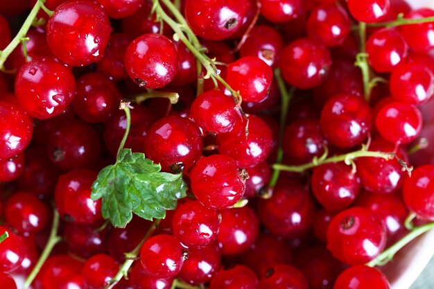 Heap of fresh red currants close up