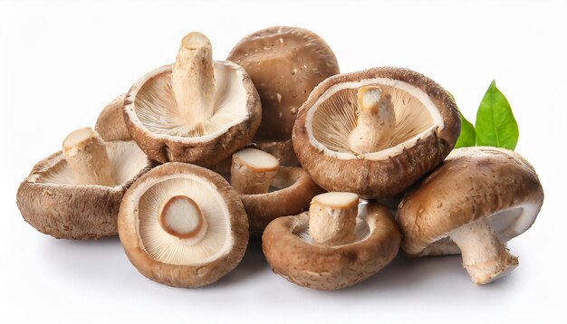Heap of fresh Shiitake mushrooms on white background