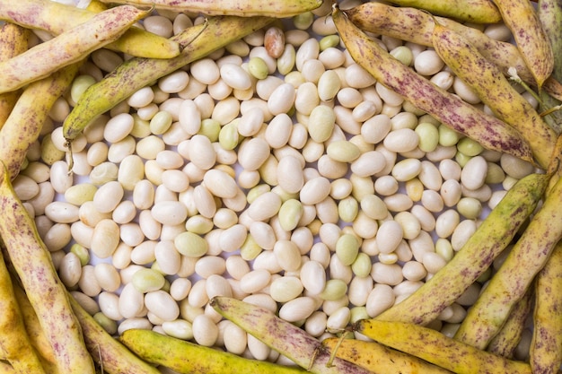 Heap of fresh white coco beans in the pod and peeled phaseolus vulgaris