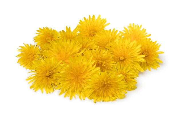 Heap of fresh yellow dandelion flowers isolated on white background close up