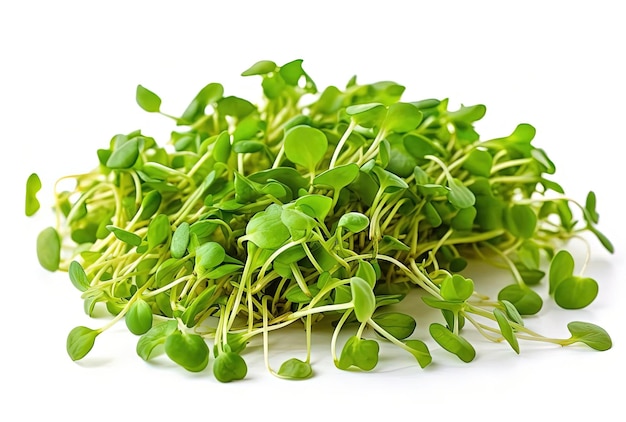 Heap of green pea sprouts micro greens on white background