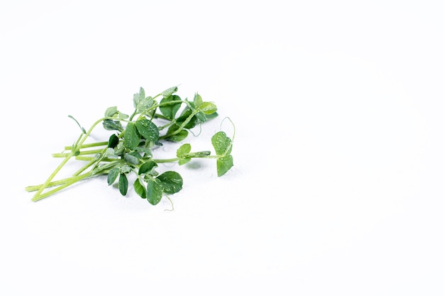 Photo heap of green pea sprouts, micro greens on white background