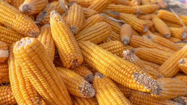 Heap of healthy yellow corn ripe grains drying Ripe corn grains on cob