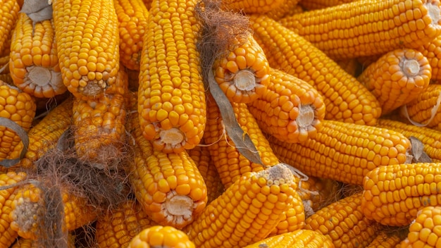 Heap of healthy yellow corn ripe grains drying ripe corn grains on cob