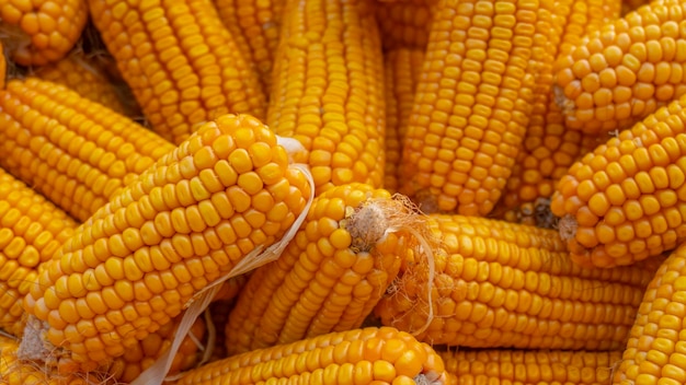 Heap of healthy yellow corn ripe grains drying Ripe corn grains on cob