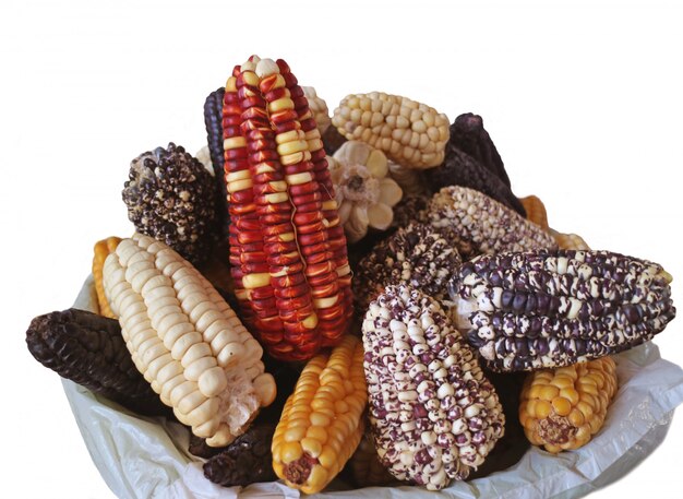 Heap of multi-color Peruvian corns isolated on white background