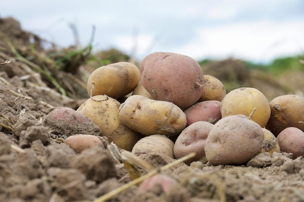 Mucchio di patate appena scavate o raccolte