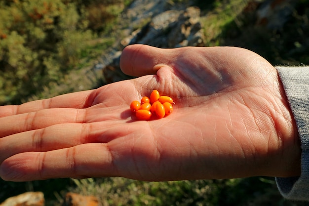 아르메니아 Gegharkunik 지방의 Man's Palm에 있는 Wilde Sea Buckthorn 열매 더미