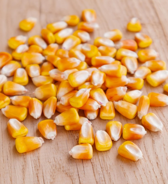Heap of raw corns seeds maize or sweetcorn kernels on wooden background selective focus