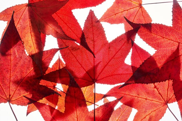 Heap of red autumn liquidambar leaves, maple foliage