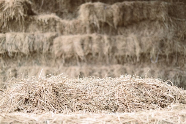 Heap of rice straw hay in farm