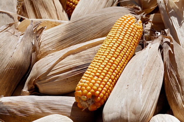 Heap of ripe corn freshly harvested