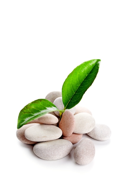 Heap of stones and green leaves