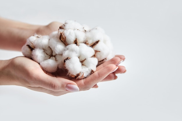 Heap of white cotton flowers in the palms of woman