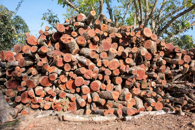 Heap of wood logs