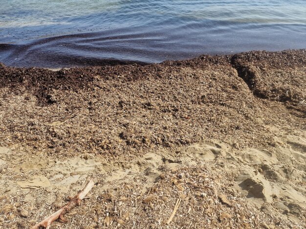 Calamosche Sicily의 모래 해변에 있는 해초 해초 Posidonia Oceanica의 더미와 침대