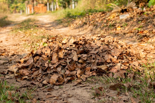 Mucchi delle foglie cadute nel giardino di autunno
