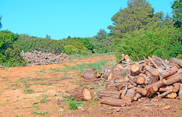 Mucchi di bagagli in un parco