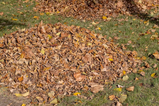 Heaps with fallen leaves of trees in the autumn season