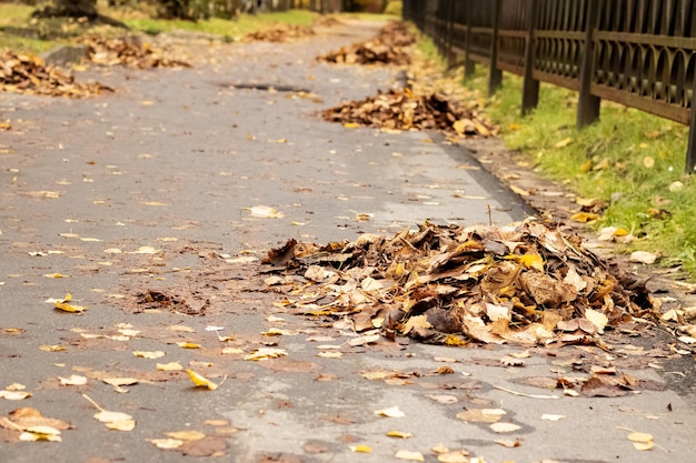 Heaps of yellow leaves on sidewalk in park