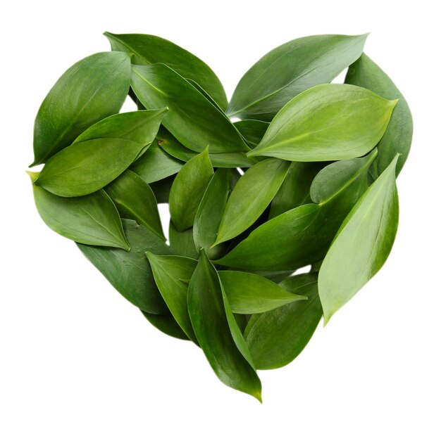 Heart of beautiful green leaves, isolated on white