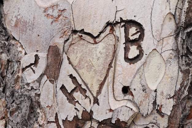 Heart carved in the bark of a tree in a forrest in the heart is\
written h and bxdxa