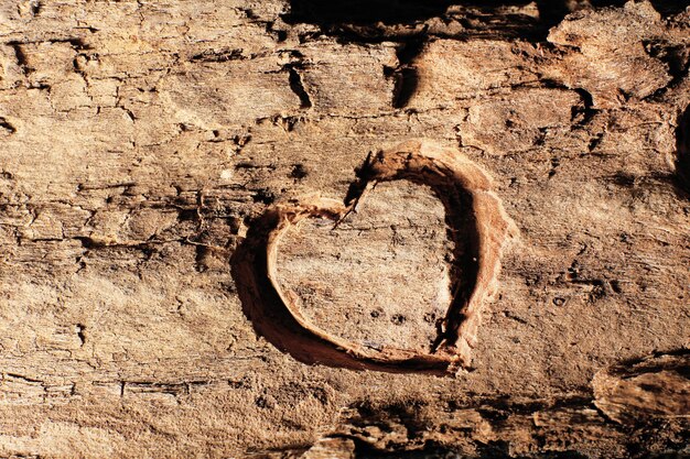 Heart carved in tree bark