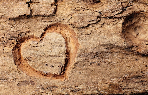 Heart carved in tree bark