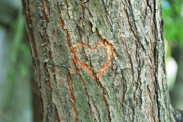 Heart carved in tree close up