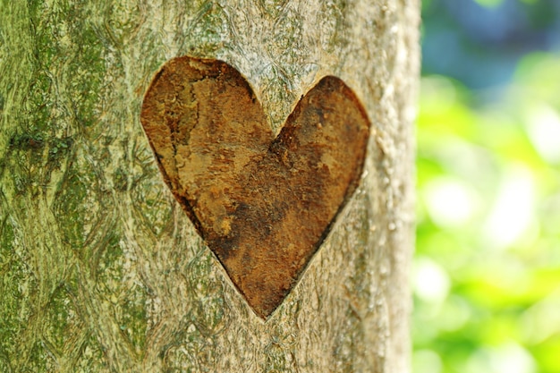 Heart carved in tree close up