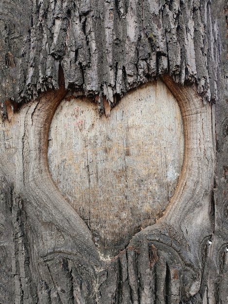 Heart carved in tree texture