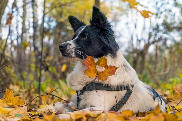 A heart carved in a yellow maple leaf hangs on the dog's chest .