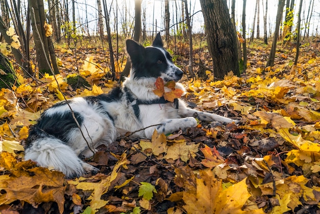 犬の胸には黄色いカエデの葉に刻まれたハートがぶら下がっています。