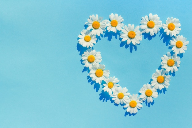 Heart of daisies. Daisy flowers in heart shape on blue background. the concept of love for summer and summer mood