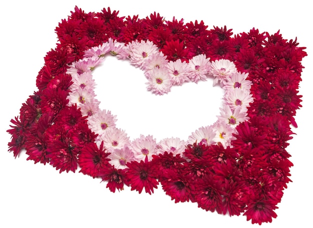 Heart from chrysanthemum flowers isolated on white background. Space for text. Card for the holiday Valentine's Day. Love