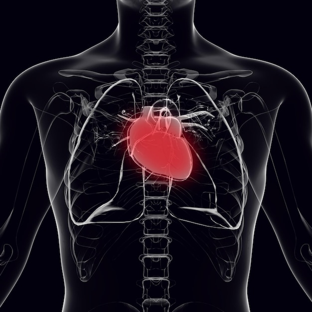 画像では心臓が赤で強調表示されています