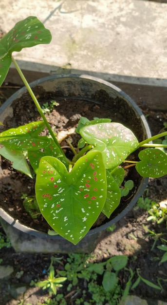 Heart of Jesus Plant photo taken from a closeup angle