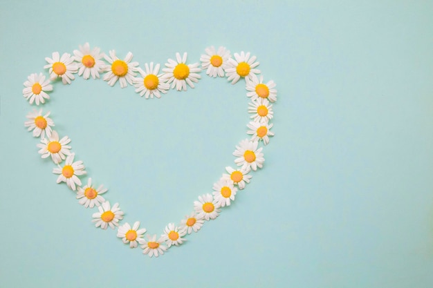 heart made by daisies on a blue background