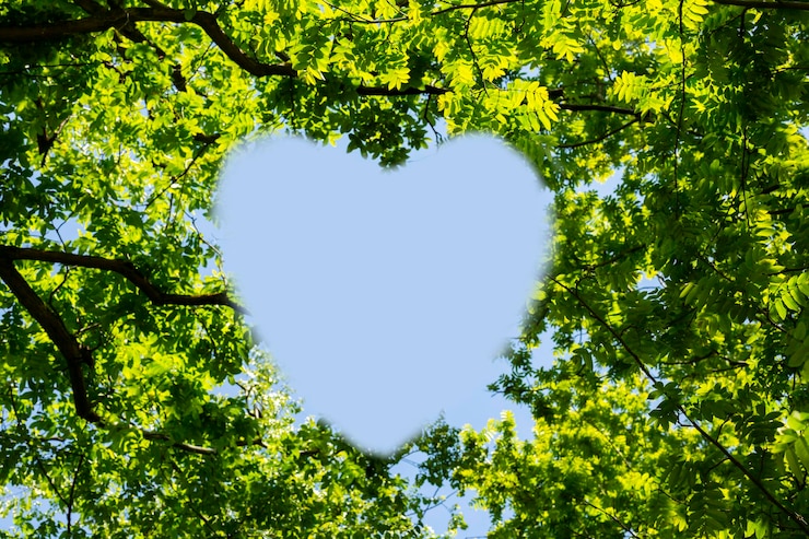 Photo heart made of crowns of trees treetops arranged in a heart