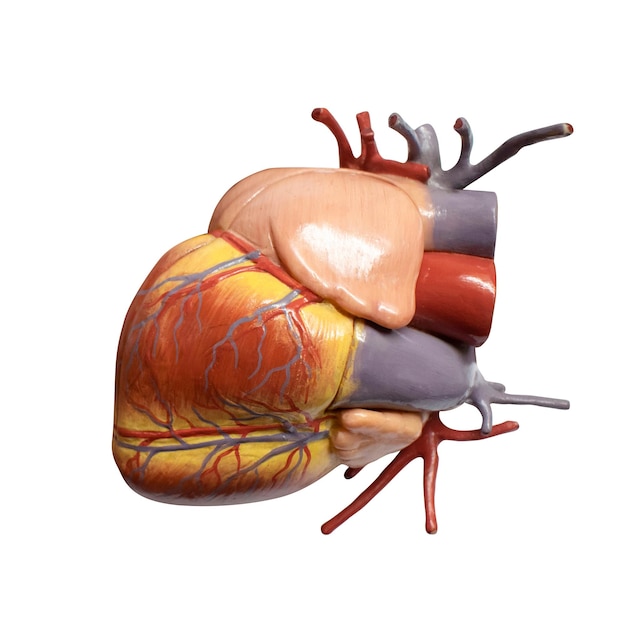 Heart model used for doctor anatomy study, isolated on a white background.