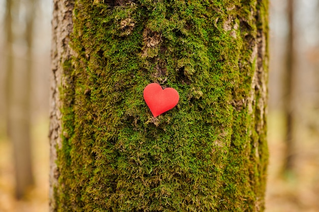 Foto cuore sull'albero muscoso