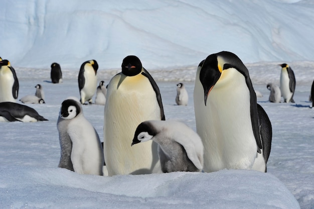 To the heart of nature travel to Antarctica.