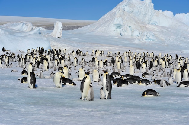 To the heart of nature travel to Antarctica.