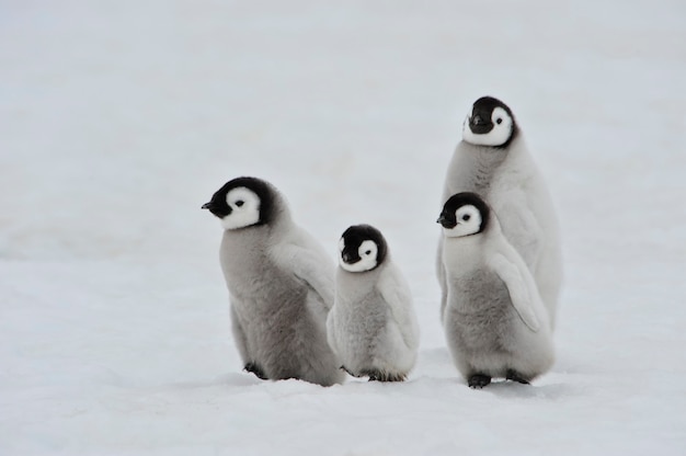 To the heart of nature travel to Antarctica.