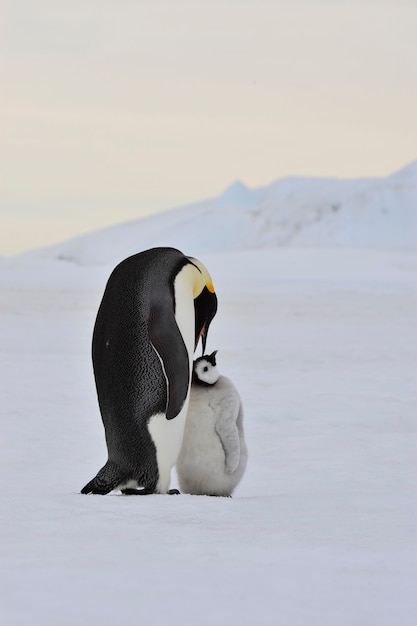 To the heart of nature travel to Antarctica.