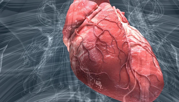 Photo heart pumps blood through the blood vessels of the circulatory system