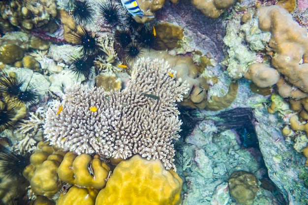 Heart shape coral reef many small fish